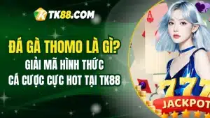 Đá Gà Thomo Là Gì